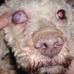 Opaque eye: could it be glaucoma?