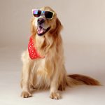 The dog on holiday