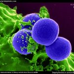 Antibiotics and cytotoxicity
