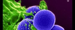 Antibiotici e citotossicità