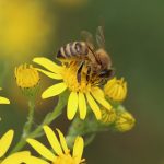 SOS: puntura d’ape sul bulbo oculare!