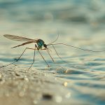 Chikungunya: vaccine on the way