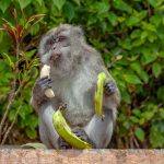 Monkey pox